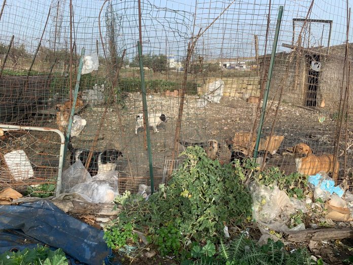 canile-lager-alcamo-milazzo